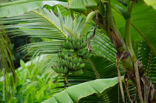 Raw Banana bunch on banana tree in Thailand.