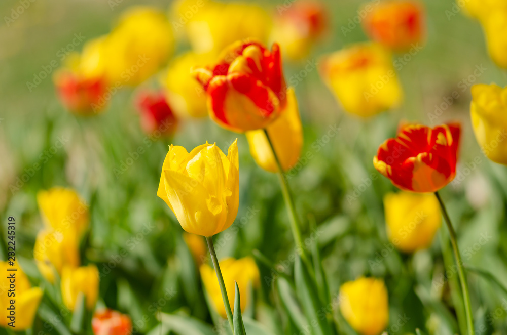 Flower tulips background. Beautiful view of red tulips under sunlight landscape of spring . Flower tulips background. Beautiful view of red tulips under sunlight landscape of spring .