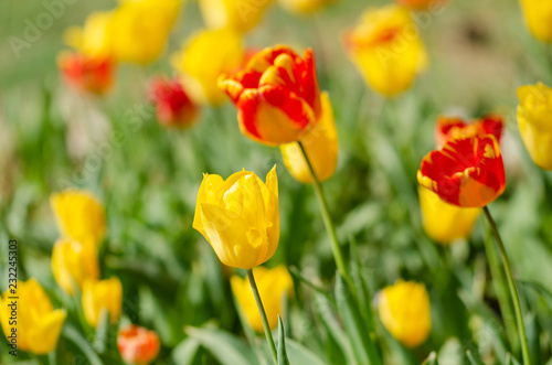 Flower tulips background. Beautiful view of yellow and red tulips under sunlight landscape of spring or summer.