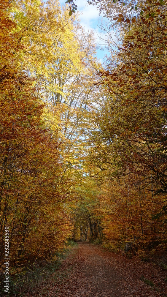 Wanderweg im Herbstwald