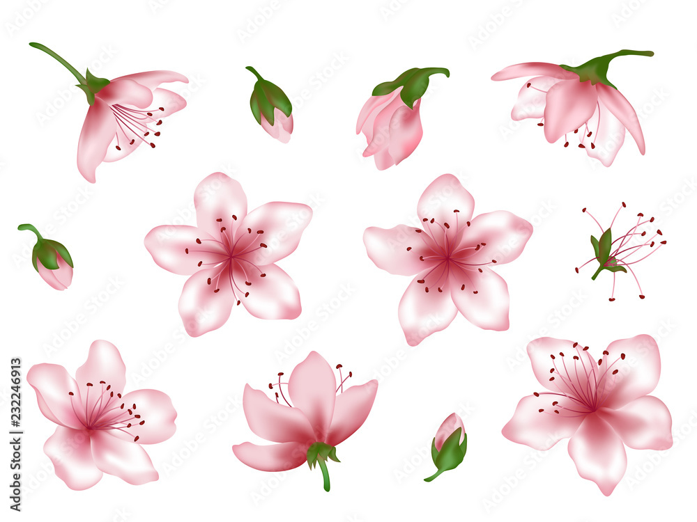 Vector spring blossom pink flower set. Flower and bud realistic illustrations peach blooming, apricot bloom, sakura or cherry blossom. Vector icon set, isolated on white. Element for spring design Vector spring blossom pink flower set. Flower and bud realistic illustrations peach blooming, apricot bloom, sakura or cherry blossom. Vector icon set, isolated on white. Element for spring design
