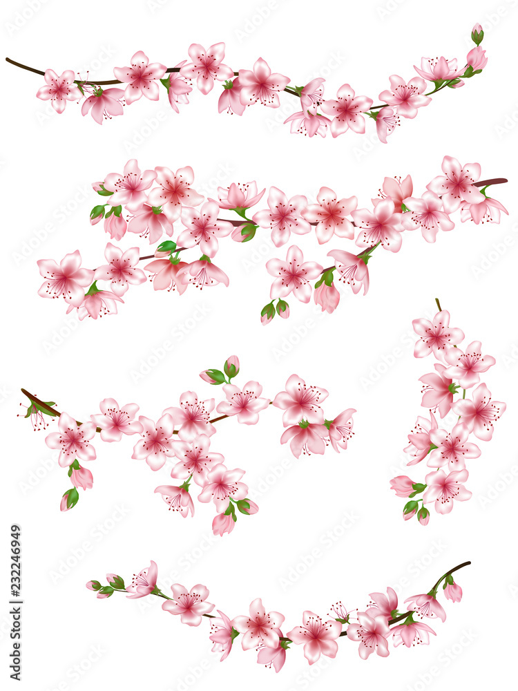 Japanese cherry branches set vector illustration. Blooming twigs isolated, springtime tree flower blossoms floral design. Simple spring flowering trees branches vector set.