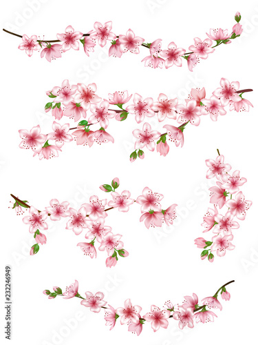 Japanese cherry branches set vector illustration. Blooming twigs isolated  springtime tree flower blossoms floral design. Simple spring flowering trees branches vector set.