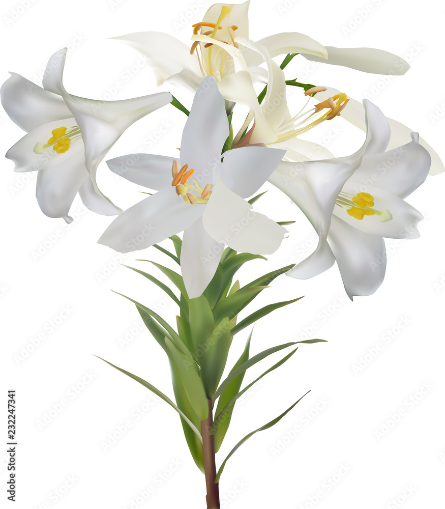 Fototapeta pięć białych lilii kwitnie i pączek na łodydze