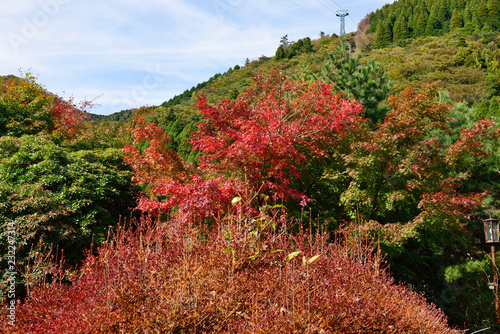 鶴見岳山麓の紅葉
