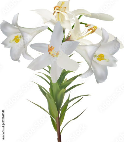 Fototapeta Naklejka Na Ścianę i Meble -  five white lily blooms and bud on stem