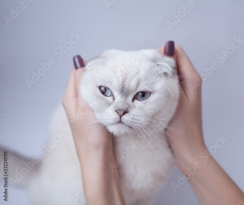Fototapeta Naklejka Na Ścianę i Meble -  Close-up of shorthair white cat with blue eyes. Funny kitten face.