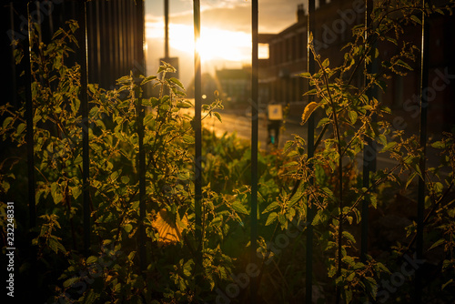 Overgrown Nettles In An Industrial Area Of Leeds