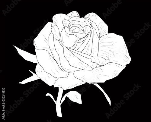 isolated on black rose bloom white sketch