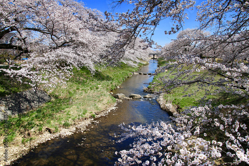 藤田川ふれあい桜（福島県・郡山市） © tk2001