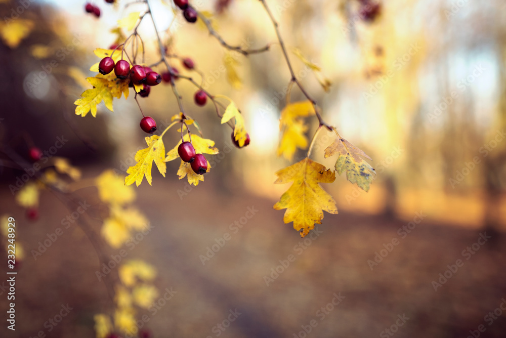 Autumn background with colorful leaves Autumn background with colorful leaves