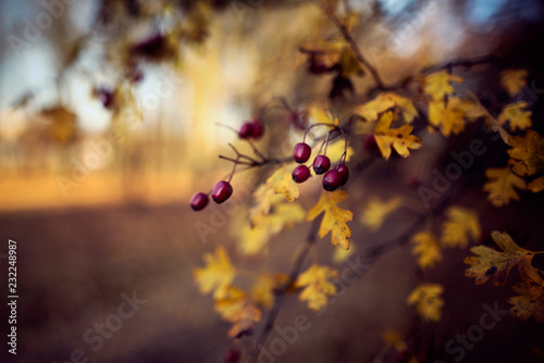 Autumn background with colorful leaves © dominikab