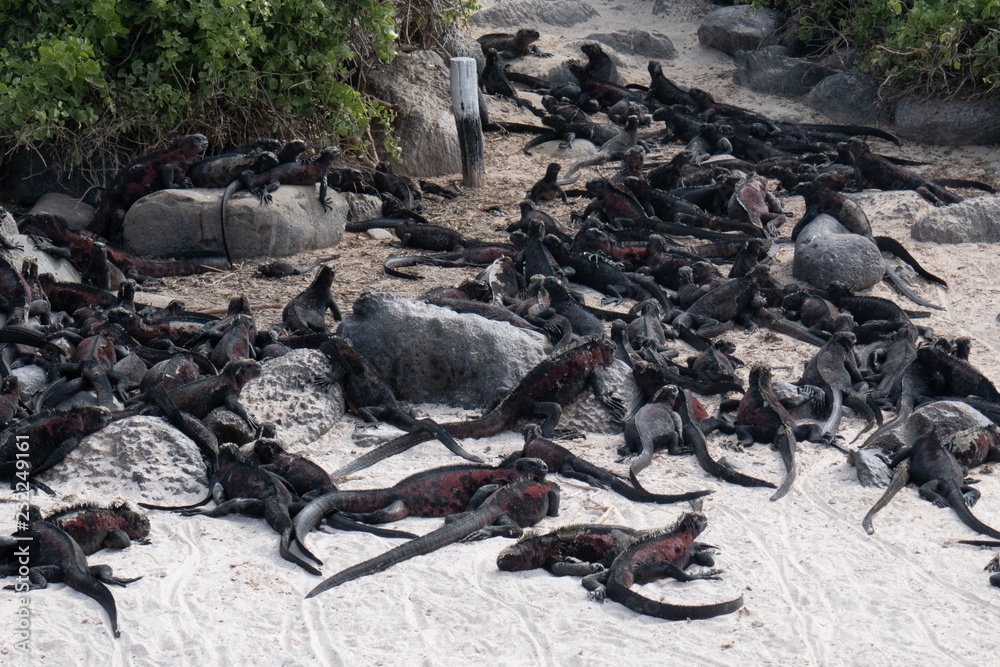 marine iguana marine iguana