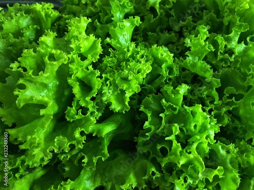Fresh green salad leaves close up on top view