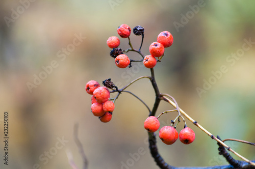 Red berry close-up macro © Julia