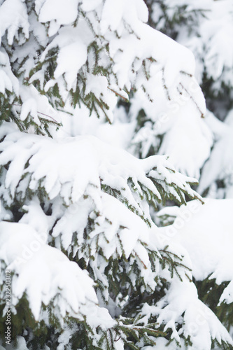 The branches of a Christmas tree in the snow