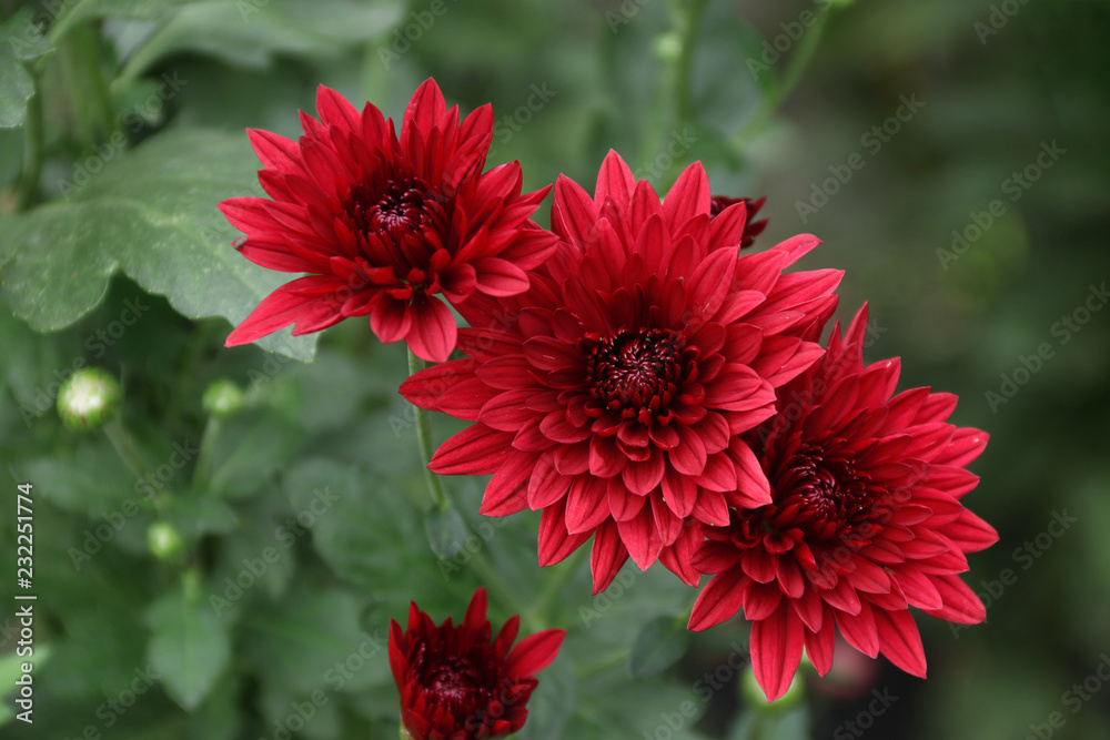 秋の花 赤いスプレー菊 Stock 写真 Adobe Stock