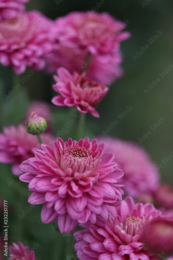 秋の花 ピンクのスプレー菊 Stock Photo Adobe Stock