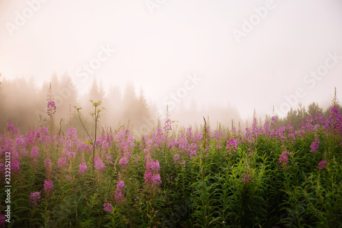Natural background, landscape: summer foggy morning in the forest.