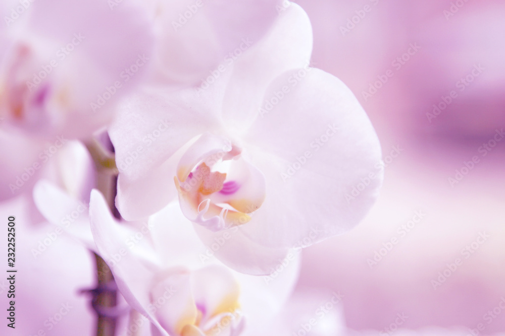 Close up of pink orchids.