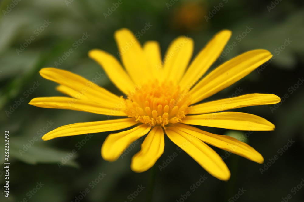 yellow flower on green background yellow flower on green background