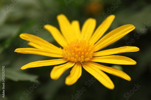 yellow flower on green background