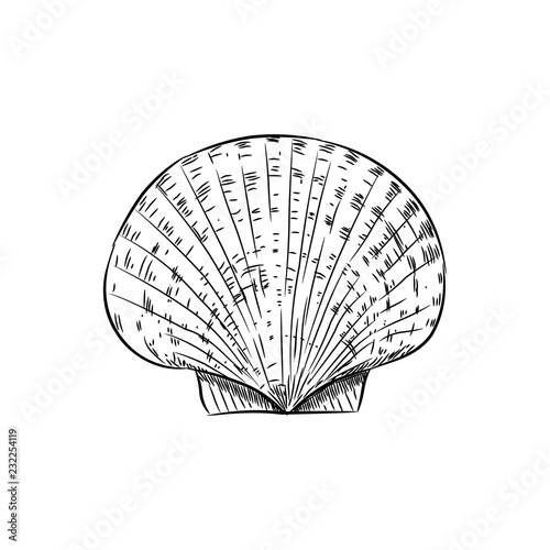 scallop is a marine bivalve mollusc of the family Pectinidae. sea snails shell, live in all the world's oceans. Sketch black contour on white background. Vector