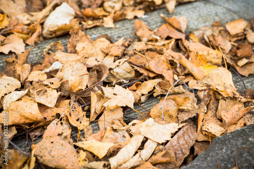 Dried leaves on the roof of autumn forest house