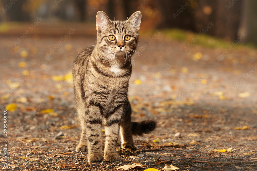 Naklejka premium Pretty young six months old tabby cat on park way