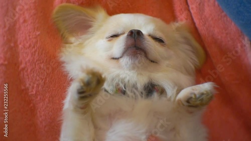 Small white dog lies on his back and falls asleep. 1920X1080 Full Hd.