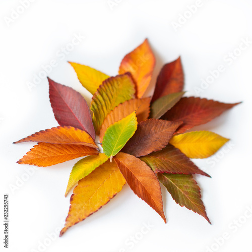 Different colored fall leaves. Set of olorful leaves isolated on white background. Autumn beautiful green, yellow, red and orange leaves, design element. Fall foliage. Color fall. photo