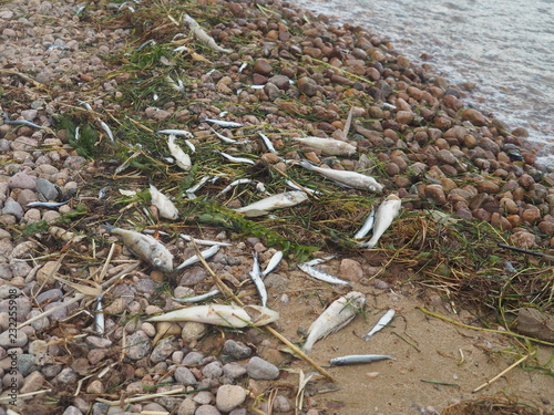 Fischsterben wegen sommerlicher Hitze, See in Finnland photo