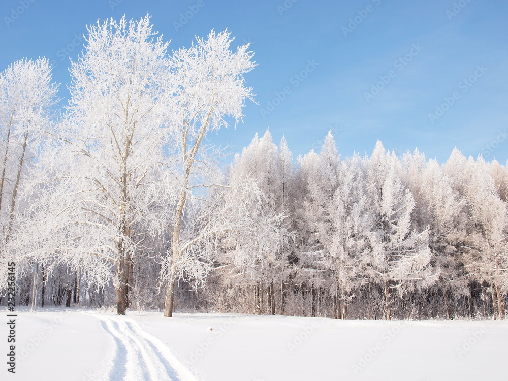 Trees in the frost. Winter snow. Russian winter nature. Russia, Ural, Perm region Trees in the frost. Winter snow. Russian winter nature. Russia, Ural, Perm region