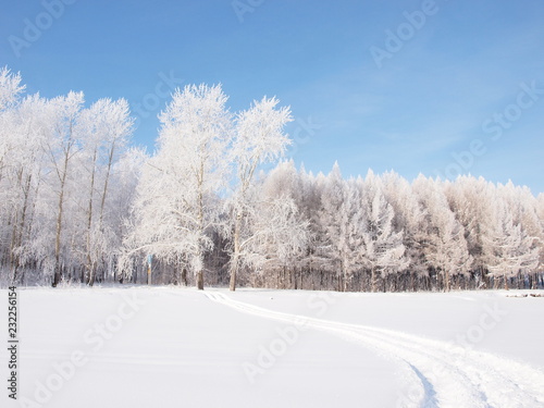 Trees in the frost. Winter snow. Russian winter nature. Russia, Ural, Perm region