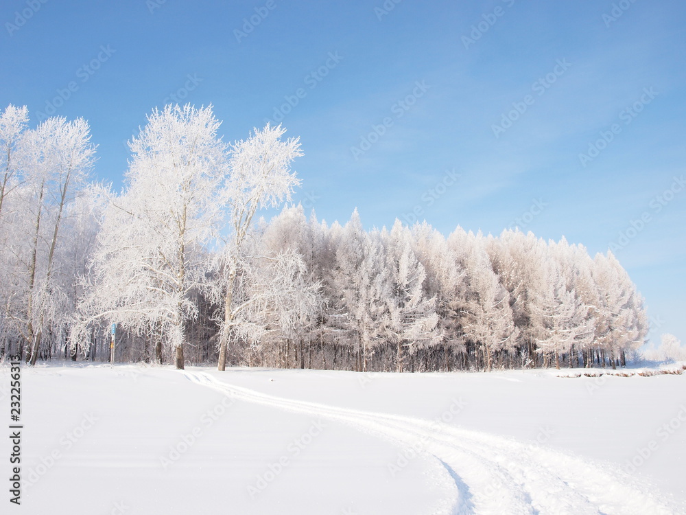 Trees in the frost. Winter snow. Russian winter nature. Russia, Ural, Perm region Trees in the frost. Winter snow. Russian winter nature. Russia, Ural, Perm region