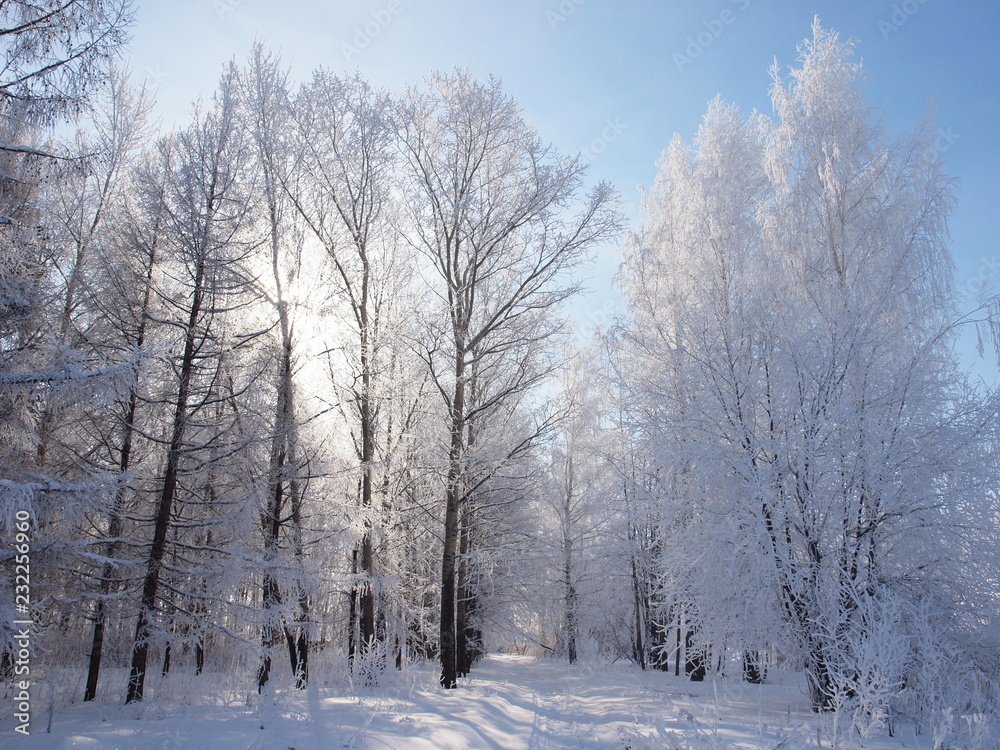 Trees in the frost. Winter snow. Russian winter nature. Russia, Ural, Perm region Trees in the frost. Winter snow. Russian winter nature. Russia, Ural, Perm region