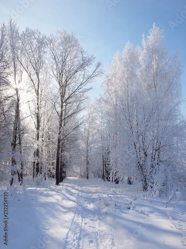 Trees in the frost. Winter snow. Russian winter nature. Russia, Ural, Perm region