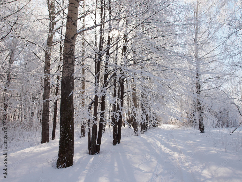 Trees in the frost. Winter snow. Russian winter nature. Russia, Ural, Perm region