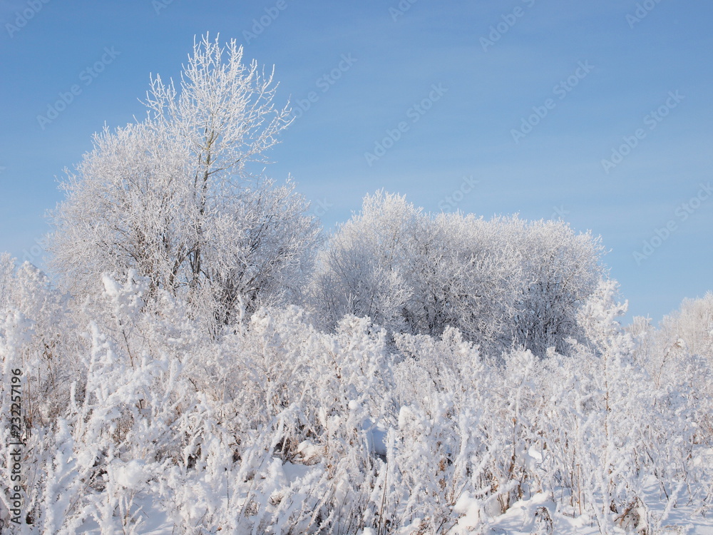 Trees in the frost. Winter snow. Russian winter nature. Russia, Ural, Perm region Trees in the frost. Winter snow. Russian winter nature. Russia, Ural, Perm region