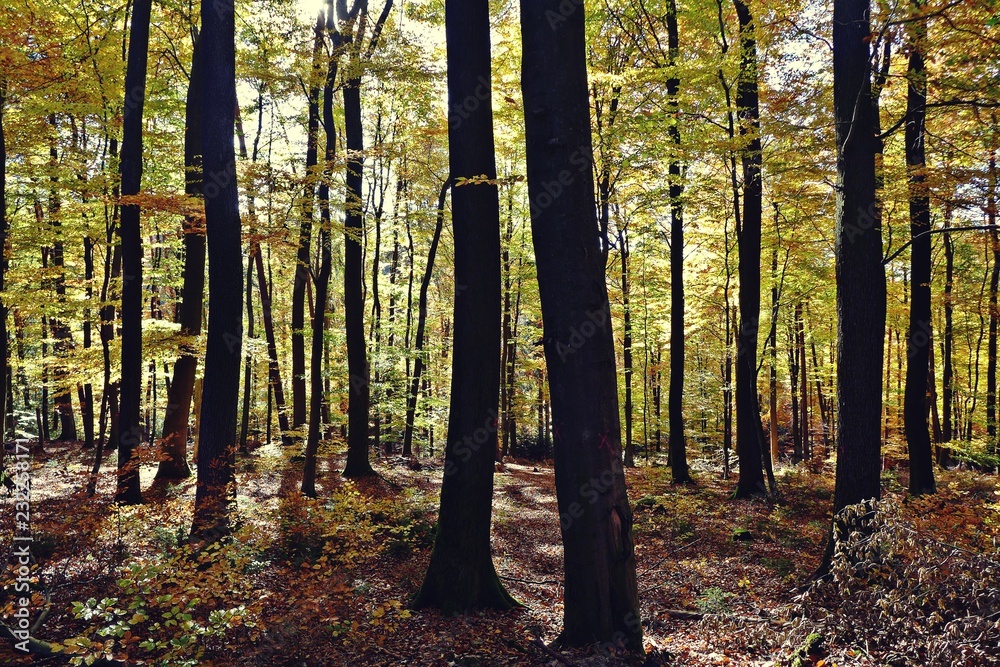 Fototapeta premium Herbstwald im Spessart
