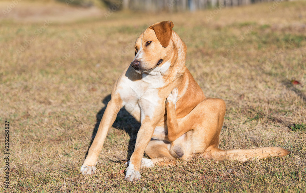 Obraz premium Labrador dog scratching in the garden