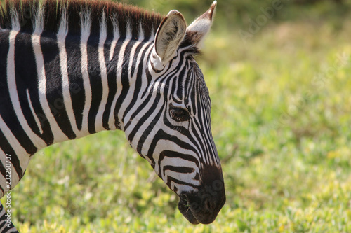 Fototapeta Naklejka Na Ścianę i Meble -  Zebra close-up