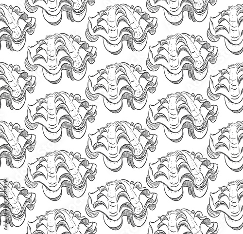 tridacna squamosa, bivalves are a large class of molluscs, also known as pelecypods. Sketch black contour isolated on white background. Can be used for fabrics, wallpapers. Vector