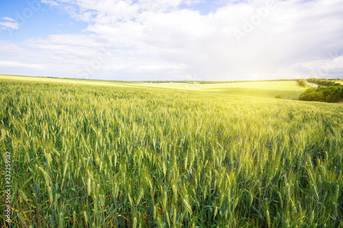 Field with green ears of wheat under bright sun