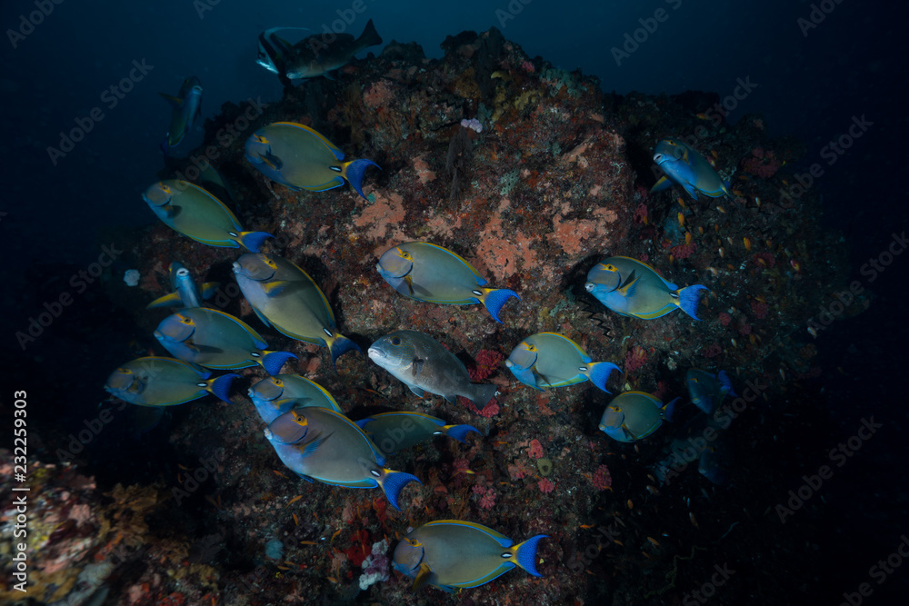 Obraz premium Surgeon fish schooling