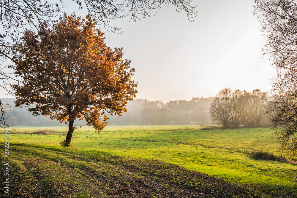 Obraz premium Eichenbaum in der Herbstsonne