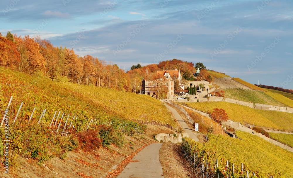 Würzburg, Steinburg inmitten der Weinberge Würzburg, Steinburg inmitten der Weinberge