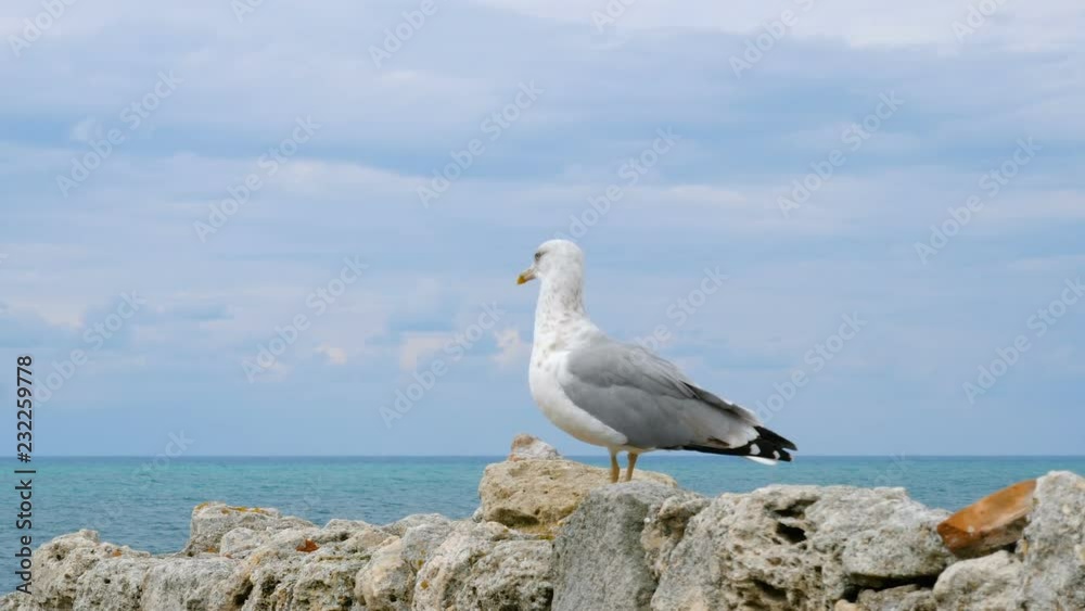 A seagull stands on the ruins of the walls of the ancient city of Chersonesos near the sea. A seagull stands on the ruins of the walls of the ancient city of Chersonesos near the sea.