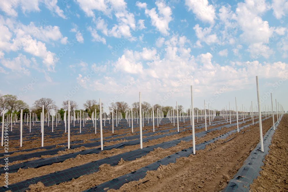Intensive gardens plant on the field. The beds prepared for planting of fruit seedlings, rows of pillars for the protection of orchard Intensive gardens plant on the field. The beds prepared for planting of fruit seedlings, rows of pillars for the protection of orchard