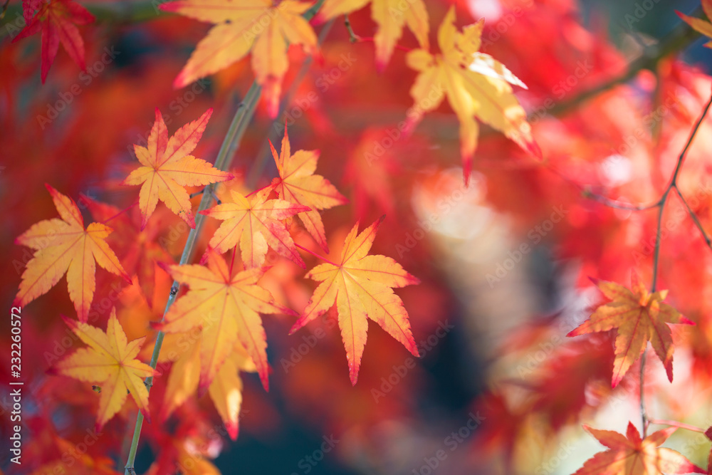 Red and yellow and green maple leaf the maple tree with bluesky background, taken from korea. Red and yellow and green maple leaf the maple tree with bluesky background, taken from korea.
